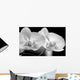 Orchids-b W Wall Mural