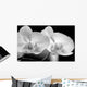 Orchids-b W Wall Mural