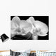 Orchids-b W Wall Mural