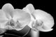 Orchids-b W Wall Mural