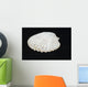 Shell Wall Mural