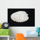 Shell Wall Mural