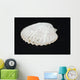 Shell Wall Mural