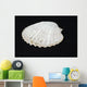Shell Wall Mural