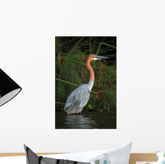 Goliath Heron Ardea Goliath Wall Mural