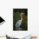 Goliath Heron Ardea Goliath Wall Mural