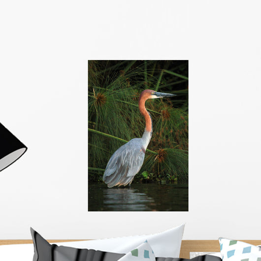 Goliath Heron Ardea Goliath Wall Mural
