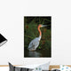 Goliath Heron Ardea Goliath Wall Mural