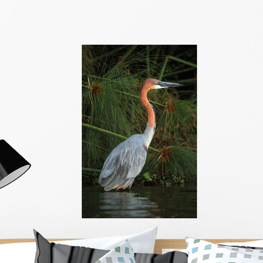 Goliath Heron Ardea Goliath Wall Mural