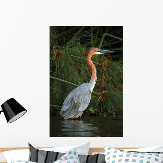 Goliath Heron Ardea Goliath Wall Mural