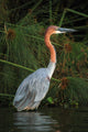 Goliath Heron Ardea Goliath Wall Mural