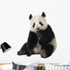 Giant Panda Wall Decal