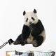 Giant Panda Wall Decal