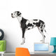 harlequin Great Dane (4 years) Wall Decal