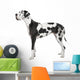 harlequin Great Dane (4 years) Wall Decal