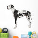 harlequin Great Dane (4 years) Wall Decal