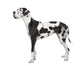 harlequin Great Dane (4 years) Wall Decal