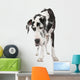 Harlequin Great Dane 4 Years Wall Decal