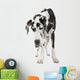 Harlequin Great Dane 4 Years Wall Decal