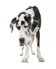 Harlequin Great Dane 4 Years Wall Decal