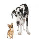 Great Dane Wall Decal