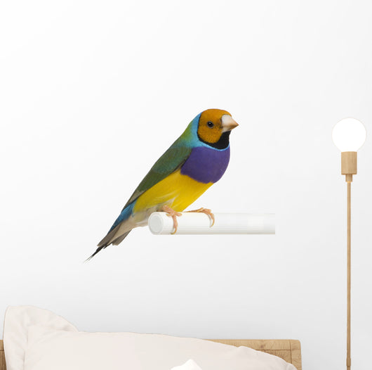 Gouldian Finch - Erythrura gouldiae Wall Decal