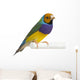 Gouldian Finch - Erythrura gouldiae Wall Decal