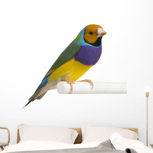 Gouldian Finch - Erythrura gouldiae Wall Decal