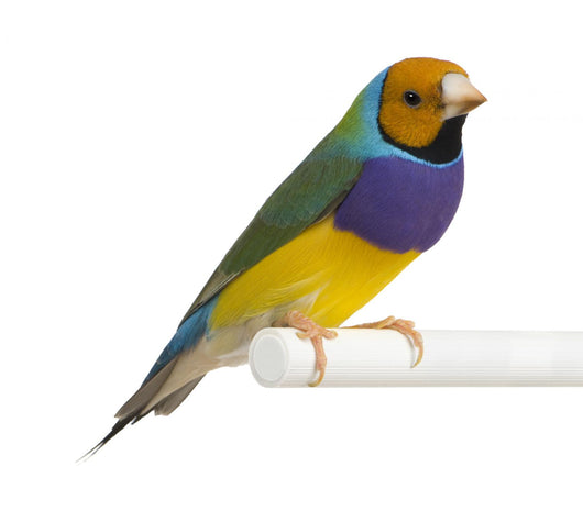 Gouldian Finch - Erythrura gouldiae Wall Decal