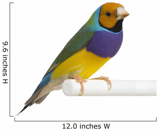 Gouldian Finch - Erythrura gouldiae Wall Decal