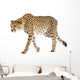 Cheetah - Acinonyx Jubatus Wall Decal