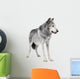Mackenzie Valley Wolf (8 years) - Canis lupus occidentalis Wall Decal