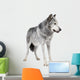 Mackenzie Valley Wolf (8 years) - Canis lupus occidentalis Wall Decal