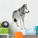 Mackenzie Valley Wolf (8 years) - Canis lupus occidentalis Wall Decal
