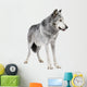 Mackenzie Valley Wolf (8 years) - Canis lupus occidentalis Wall Decal