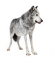 Mackenzie Valley Wolf (8 years) - Canis lupus occidentalis Wall Decal