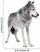 Mackenzie Valley Wolf (8 years) - Canis lupus occidentalis Wall Decal