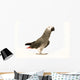 Exotic African Grey Parrot Wall Decal
