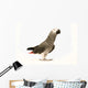 Exotic African Grey Parrot Wall Decal