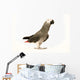 Exotic African Grey Parrot Wall Decal