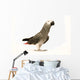 Exotic African Grey Parrot Wall Decal