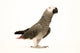 Exotic African Grey Parrot Wall Decal