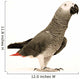 Exotic African Grey Parrot Wall Decal