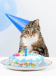 Cat Birthday Party Wall Mural