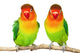 Pair of lovebirds Wall Decal