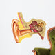 Ear anatomy Wall Decal