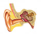 Ear anatomy Wall Decal