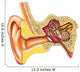 Ear anatomy Wall Decal