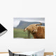 highland cow Wall Mural
