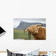 highland cow Wall Mural
